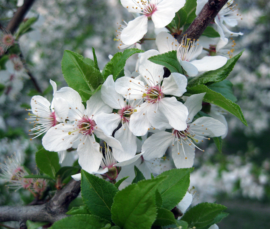 Изображение особи Prunus cerasifera.