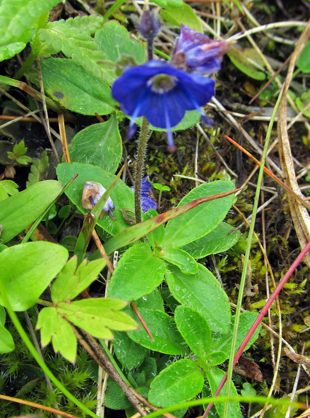 Image of Veronica grandiflora specimen.