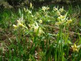 Corydalis bracteata