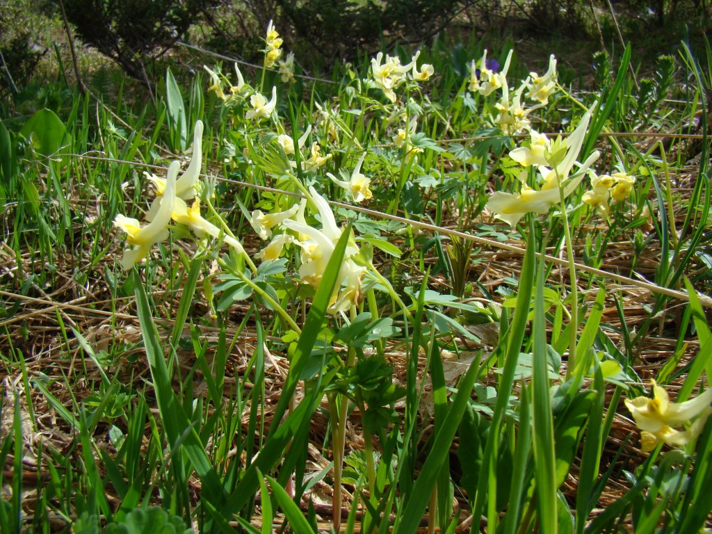 Изображение особи Corydalis bracteata.