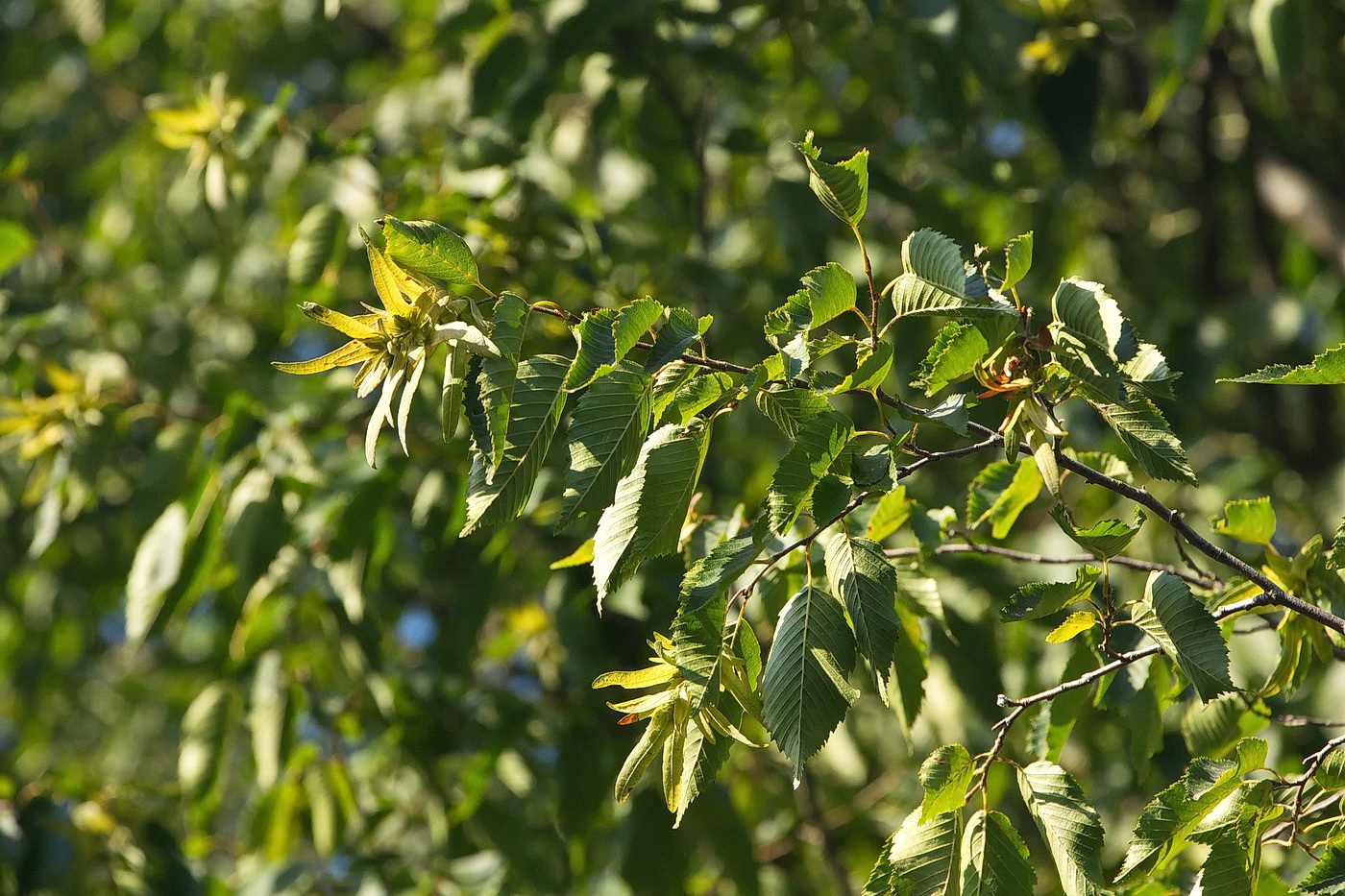 Изображение особи Carpinus betulus.