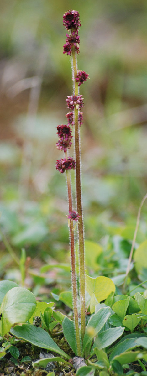 Image of Micranthes hieraciifolia specimen.