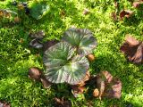 Rubus chamaemorus