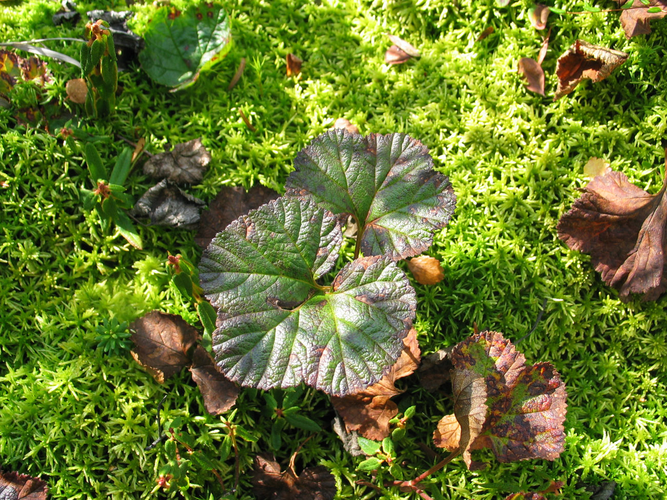 Изображение особи Rubus chamaemorus.