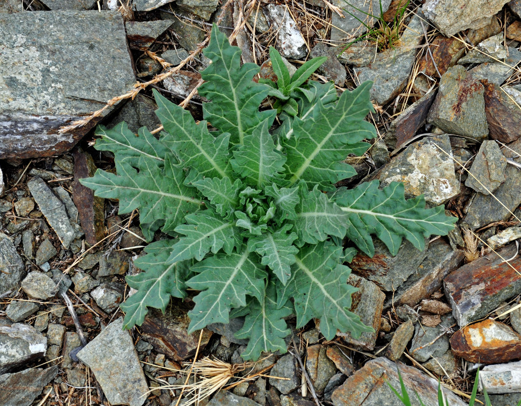 Изображение особи Hyoscyamus niger.