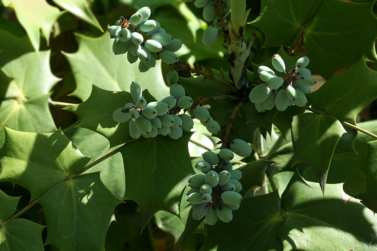 Image of Mahonia bealei specimen.