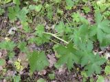 Geranium divaricatum. Вегетирующее растение. Днепропетровская обл., балка в верховьях р. Самоткани. 07.05.2010.