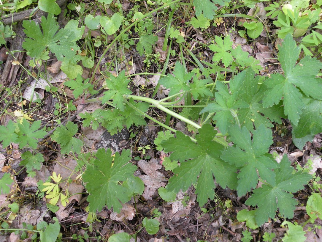 Image of Geranium divaricatum specimen.