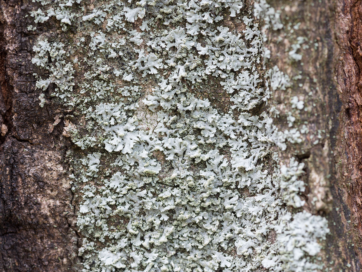 Image of Physcia dubia specimen.