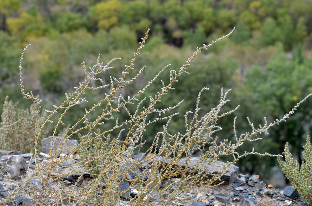 Image of Bassia prostrata specimen.
