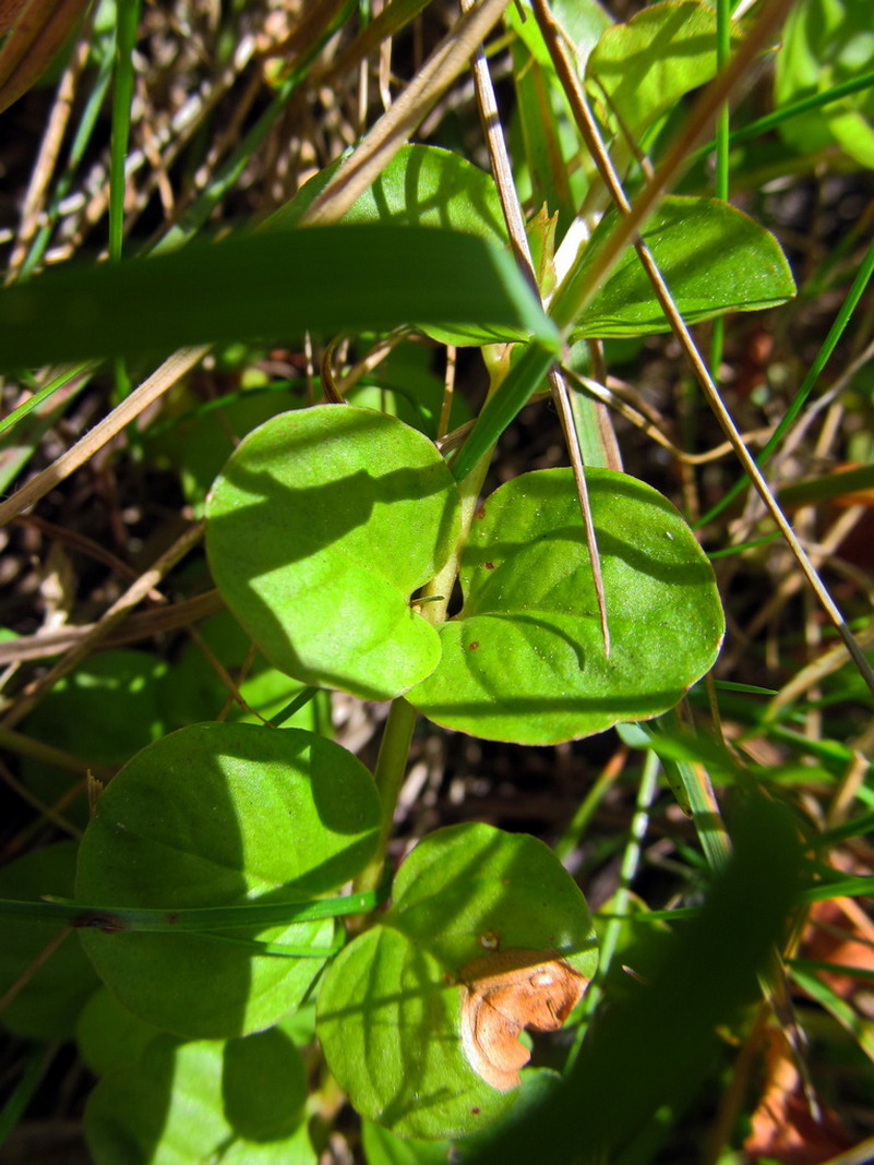 Изображение особи Lysimachia nummularia.