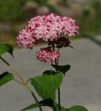 Image of taxon representative. Author is Тамара Риб