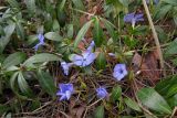 Vinca minor