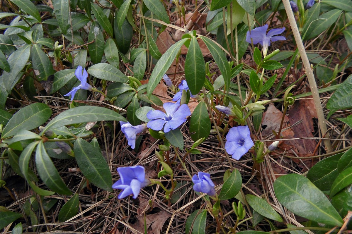 Image of Vinca minor specimen.
