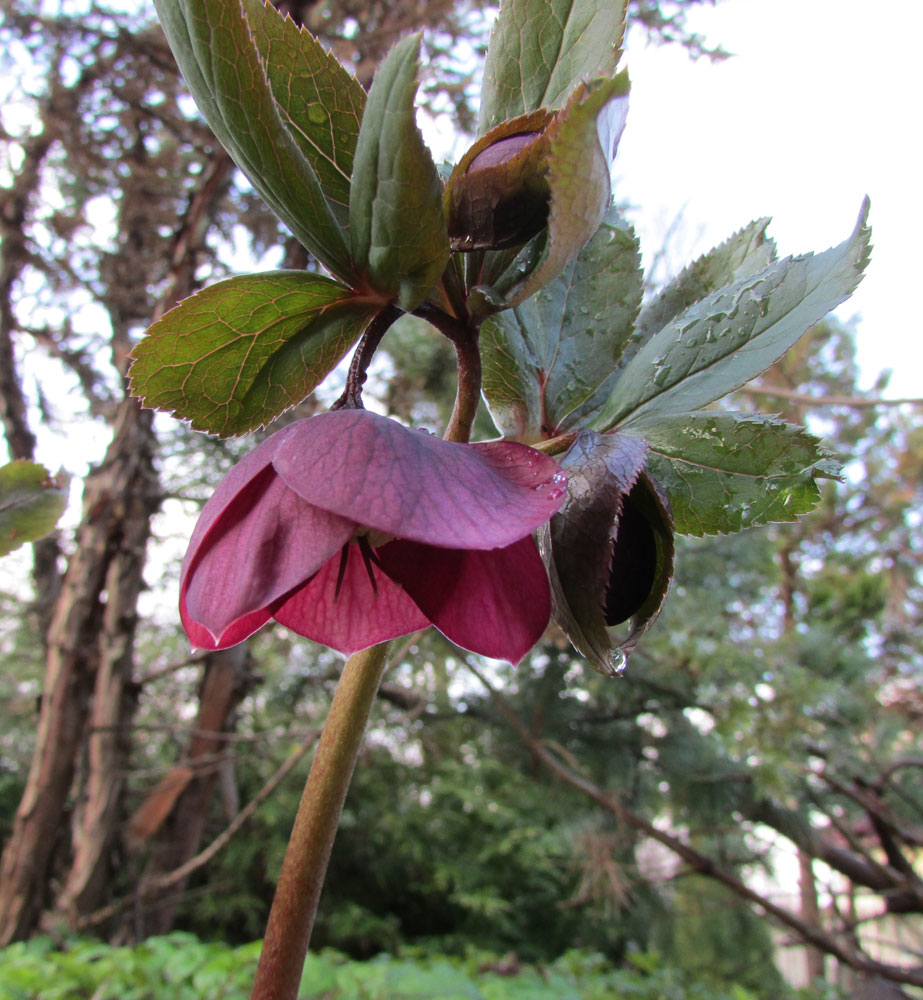 Изображение особи Helleborus dumetorum ssp. atrorubens.