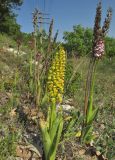 Orchis punctulata. Цветущее растение на фоне цветущих Orchis purpurea. Крым, Бахчисарайский р-н, окр. с. Малиновка, остепнённый склон. 2 мая 2018 г.