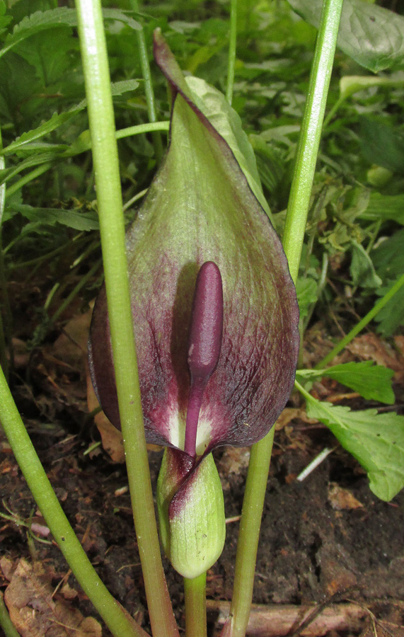 Изображение особи Arum maculatum.