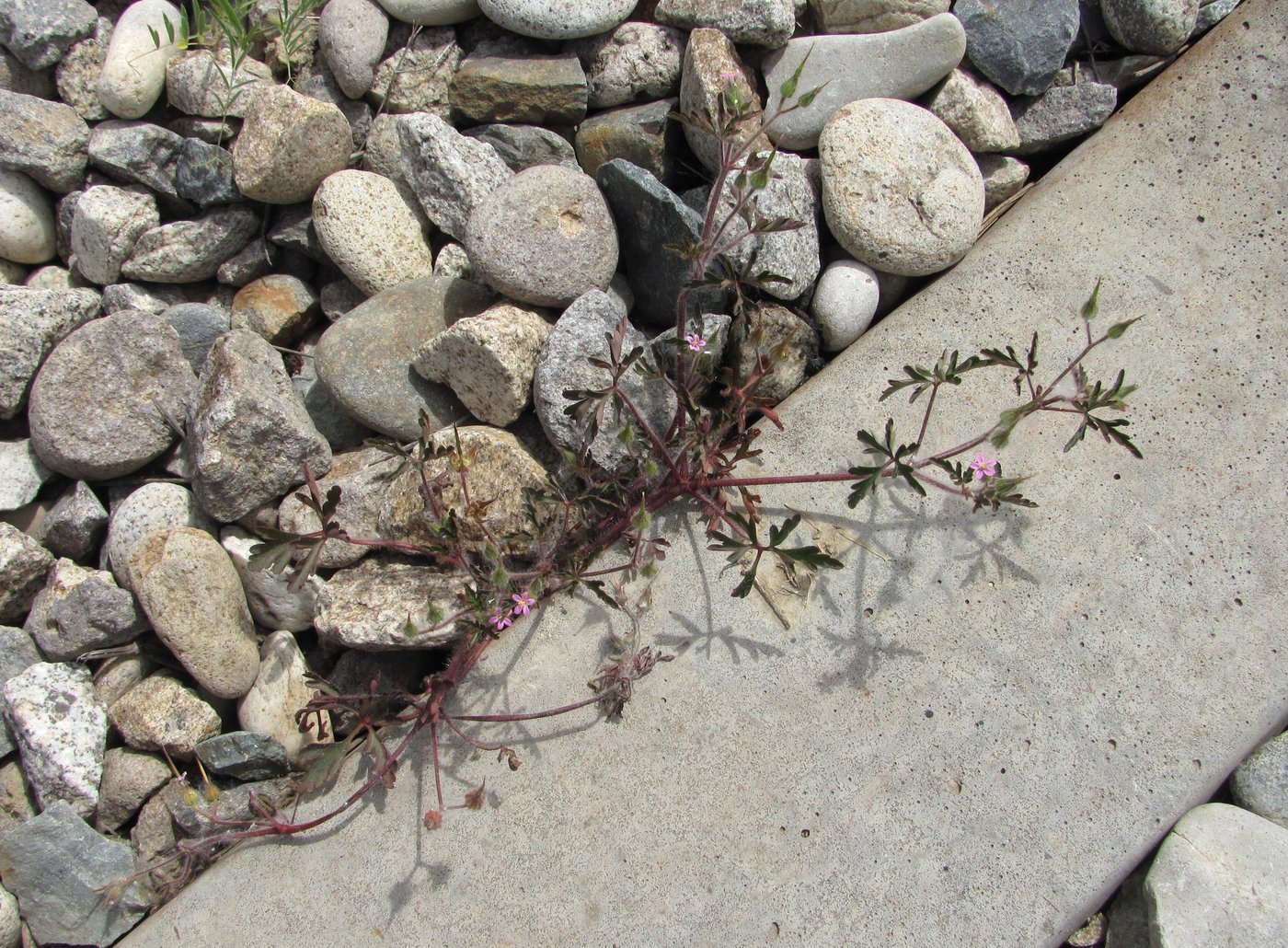 Изображение особи Geranium purpureum.