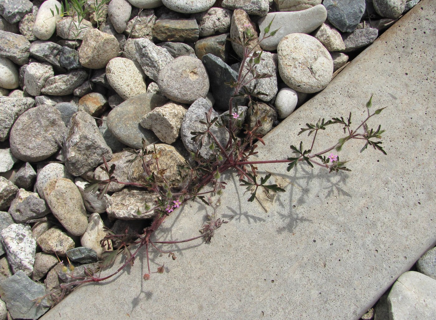 Image of Geranium purpureum specimen.