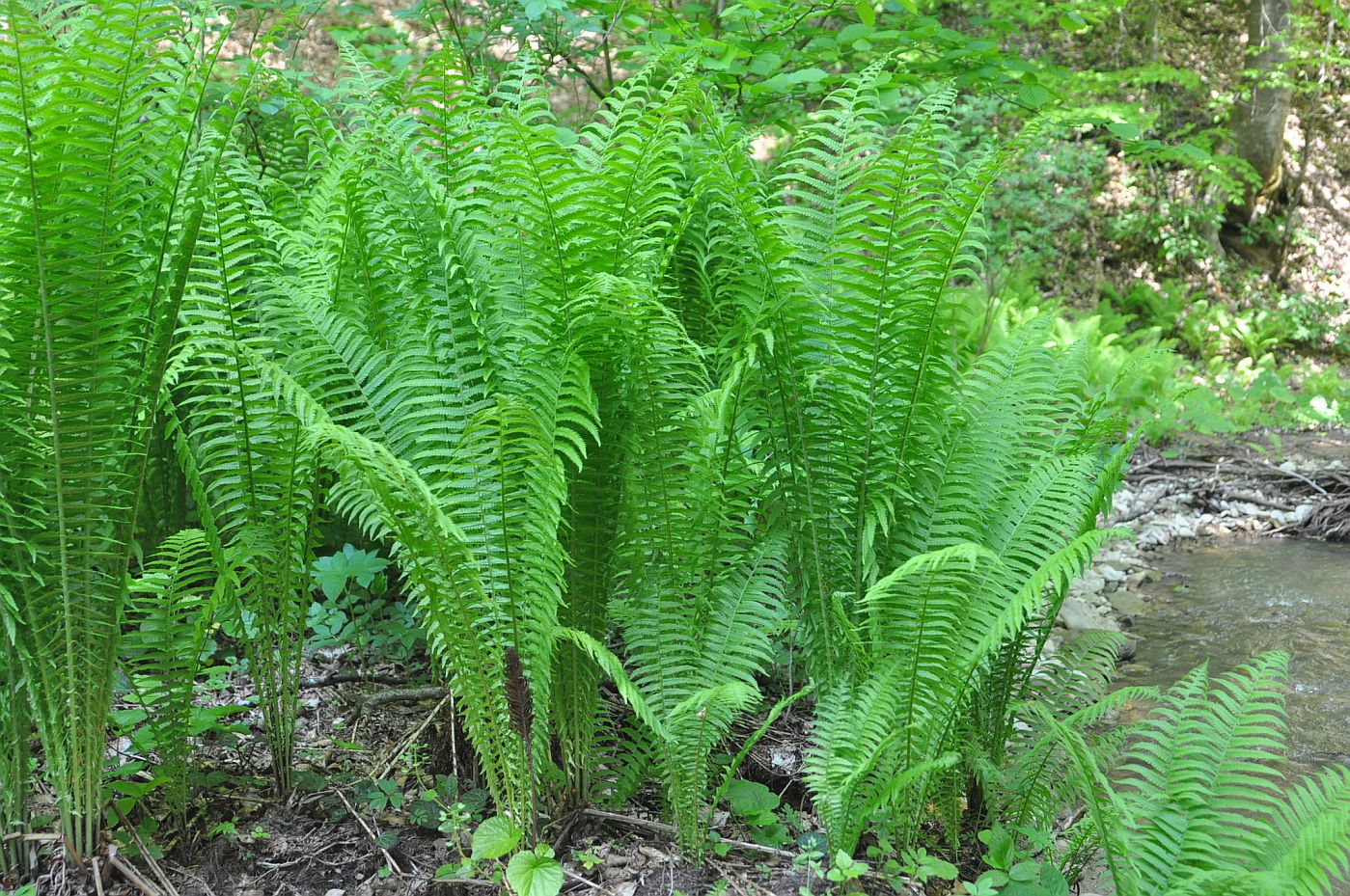 Изображение особи Matteuccia struthiopteris.