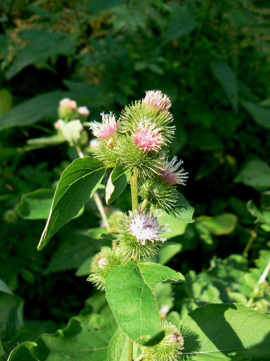 Изображение особи Arctium minus.