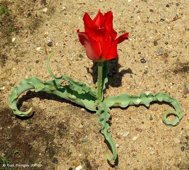 Image of Tulipa vvedenskyi specimen.