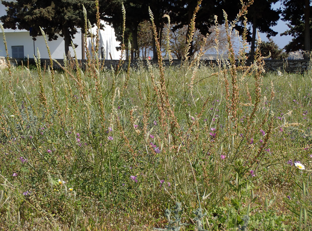 Изображение особи Reseda alba.