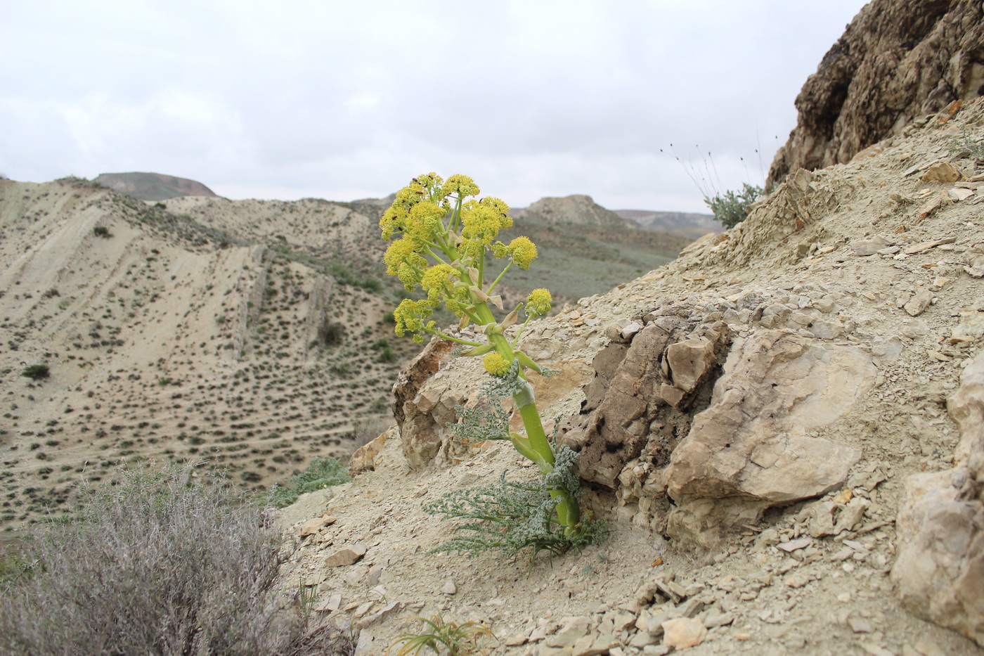 Изображение особи Ferula karakalensis.