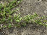 Galium humifusum