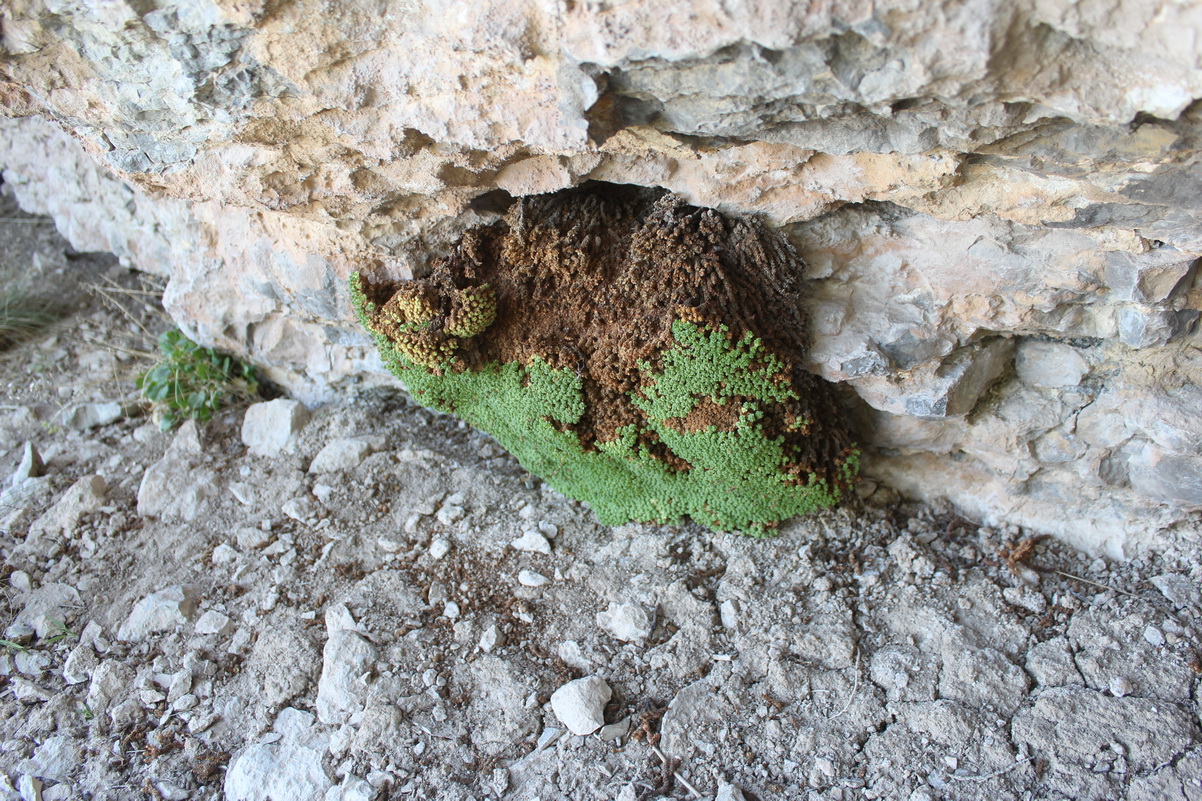 Image of Dionysia tapetodes specimen.