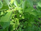 Euonymus europaeus