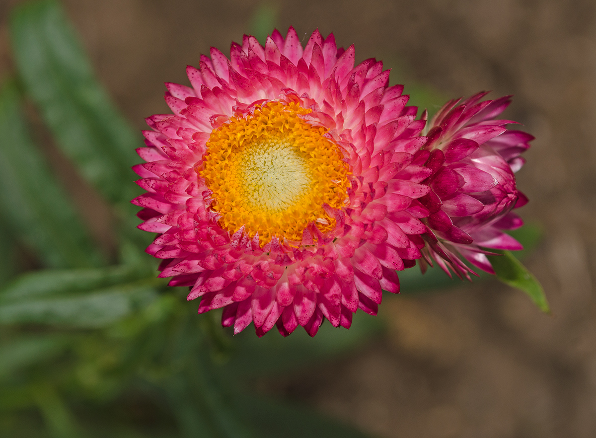 Image of Xerochrysum bracteatum specimen.