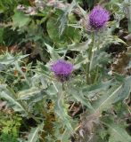 Cirsium pugnax. Верхушка цветущего растения. Грузия, Казбегский муниципалитет, нижняя часть долины руч. Чаухицхали, ≈ 2400 м н.у.м, правый берег, луг. 01.08.2018.