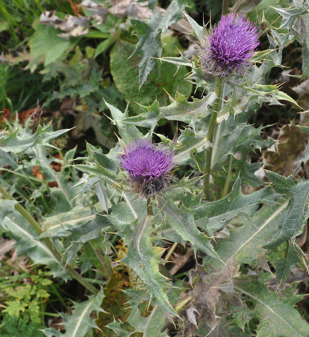 Image of Cirsium pugnax specimen.