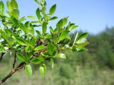 Salix saxatilis