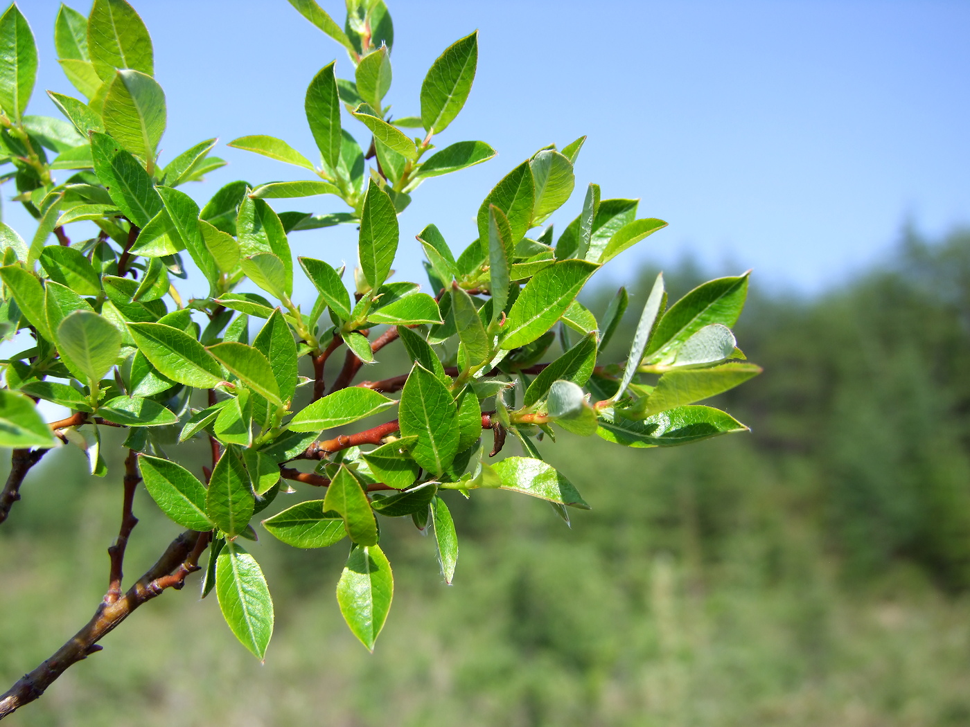 Изображение особи Salix saxatilis.