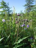 Saussurea oxyodonta. Цветущее растение в сообществе с Geranium erianthum и Chamaenerion angustifolium. Магаданская обл., окр. г. Магадан, ост. \"Аммональная\", разнотравная поляна в редкостойном лиственичнике. 16.07.2018.