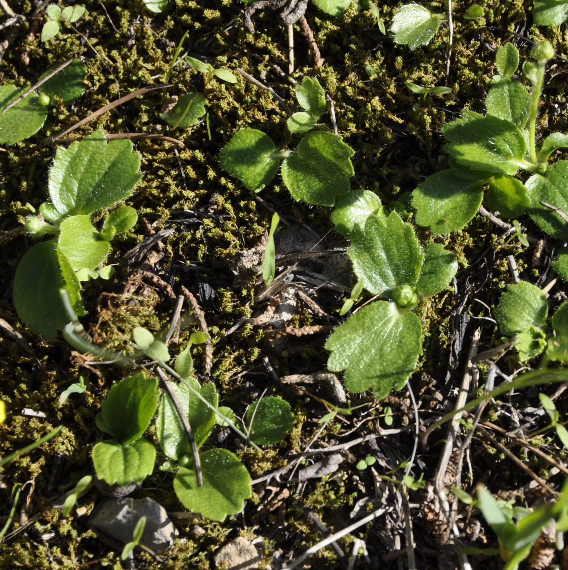 Image of Ranunculus bullatus ssp. cytheraeus specimen.