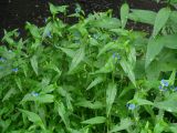 Commelina communis