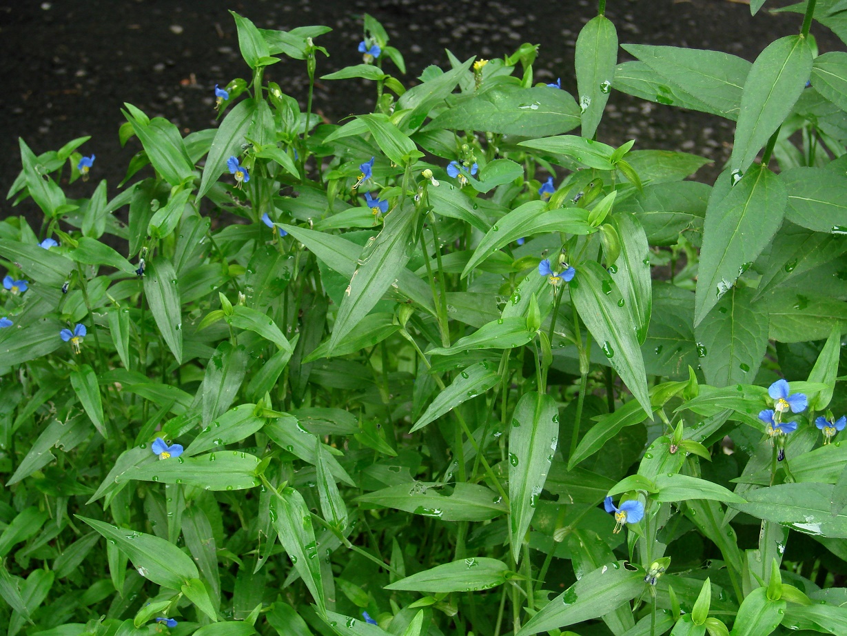 Изображение особи Commelina communis.