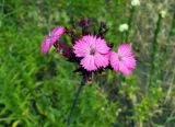 genus Dianthus. Соцветие. Донецк, бот. сад. 16.06.2018.