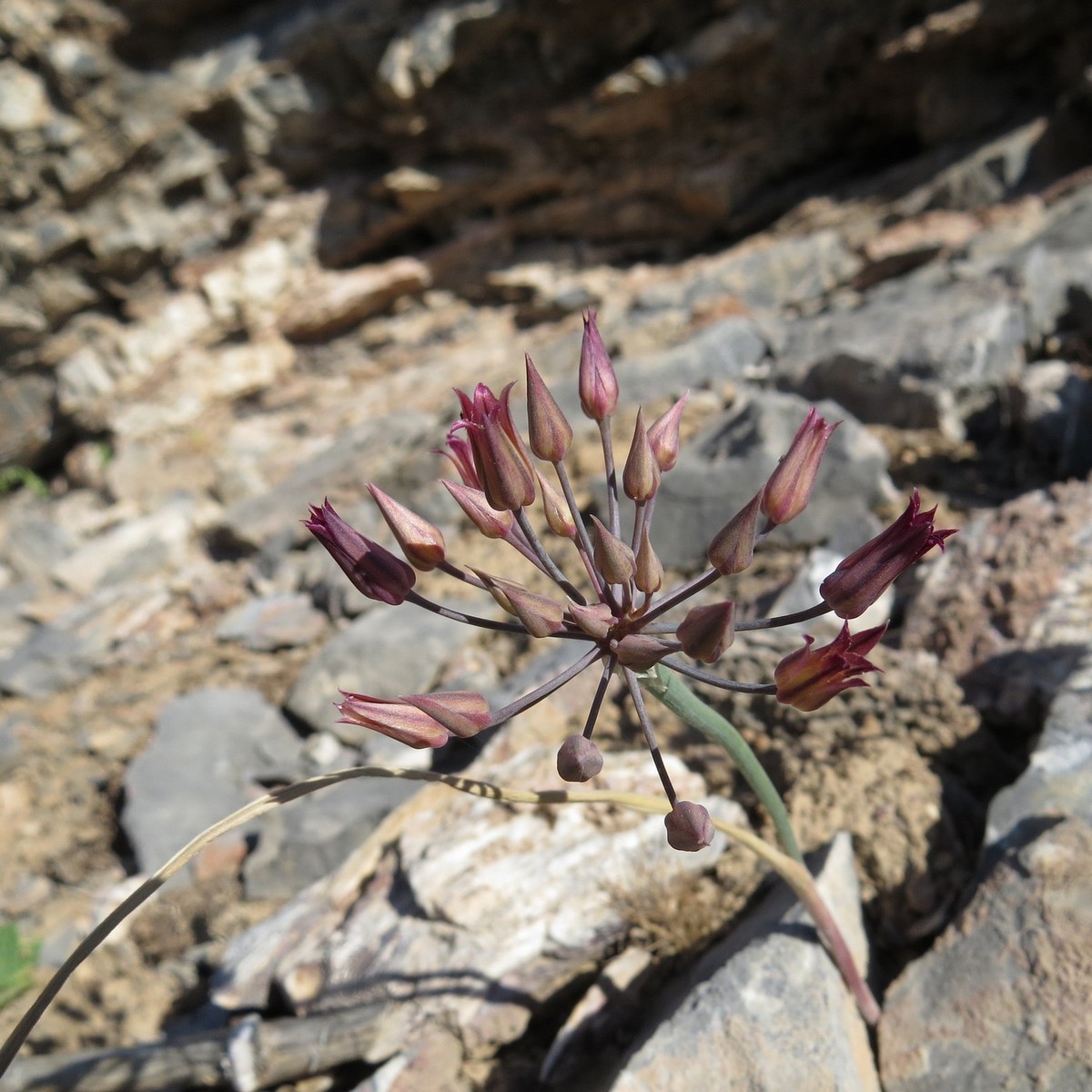 Image of Allium kujukense specimen.