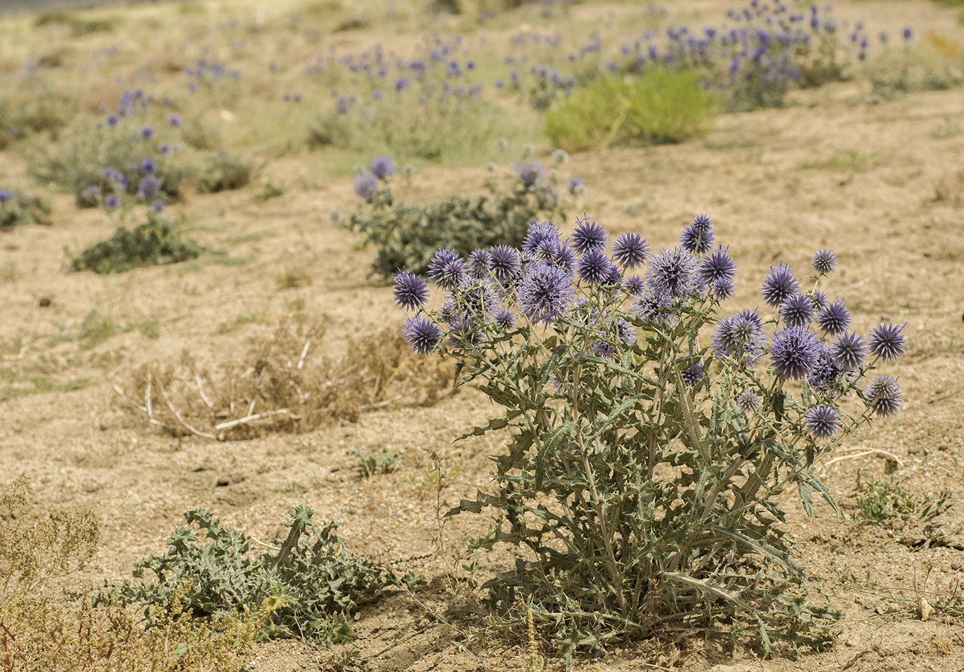 Изображение особи Echinops przewalskyi.