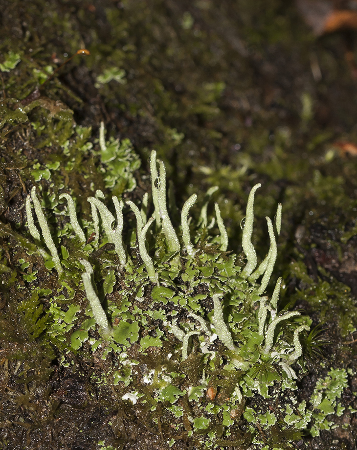 Изображение особи род Cladonia.