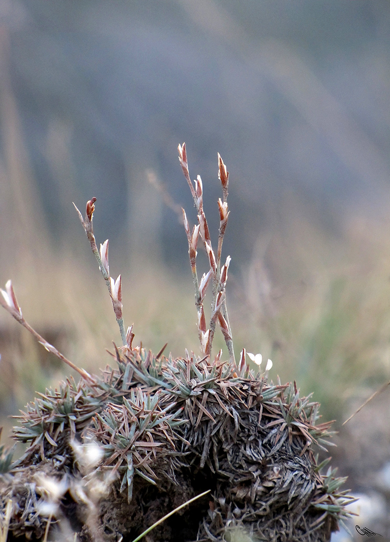 Image of Acantholimon compactum specimen.