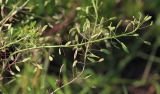 Draba nemorosa