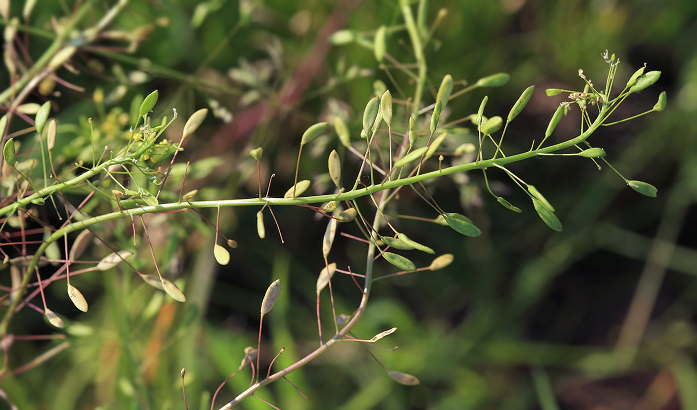 Image of Draba nemorosa specimen.