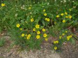 Potentilla tergemina