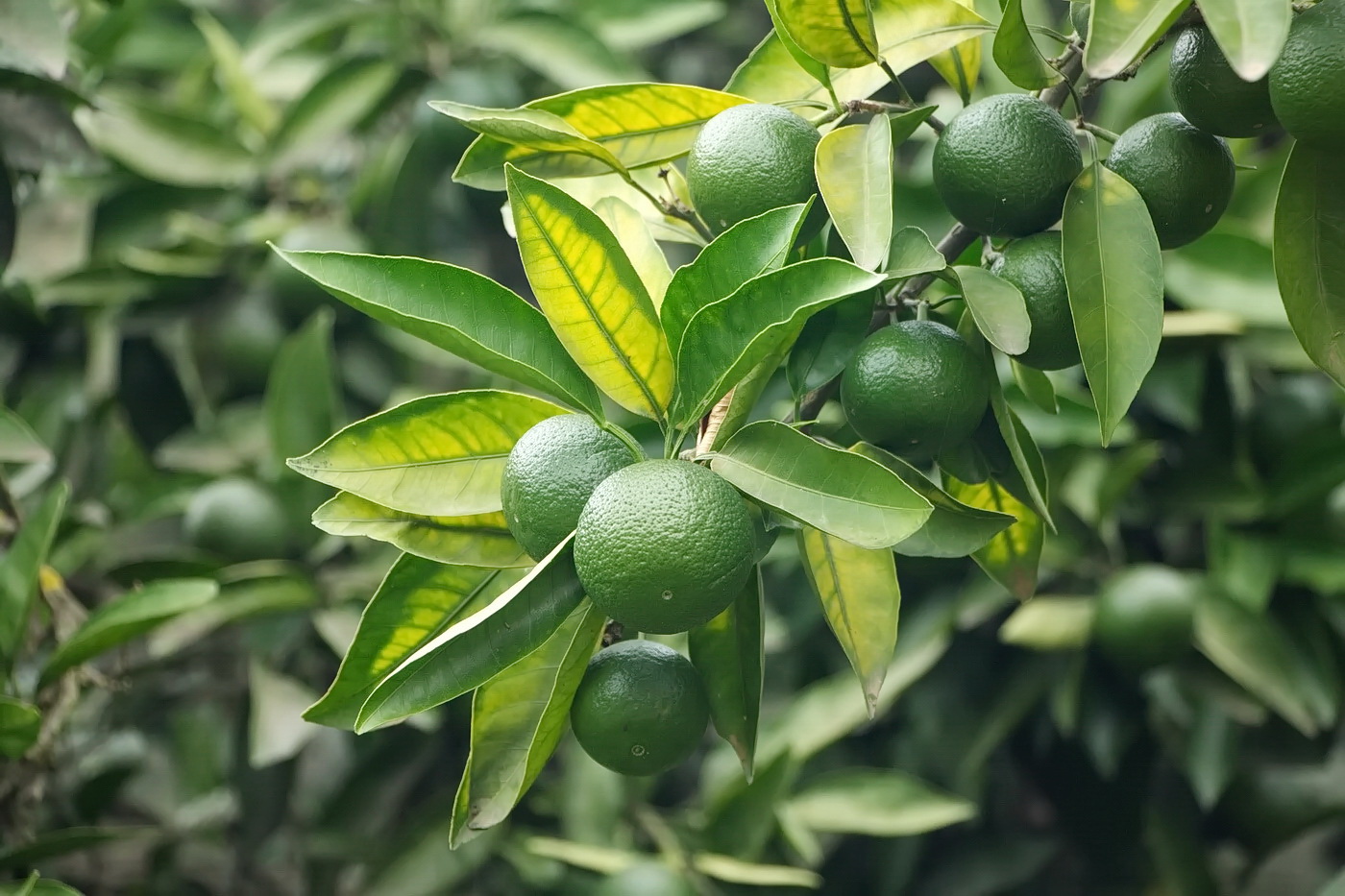 Image of Citrus reticulata specimen.