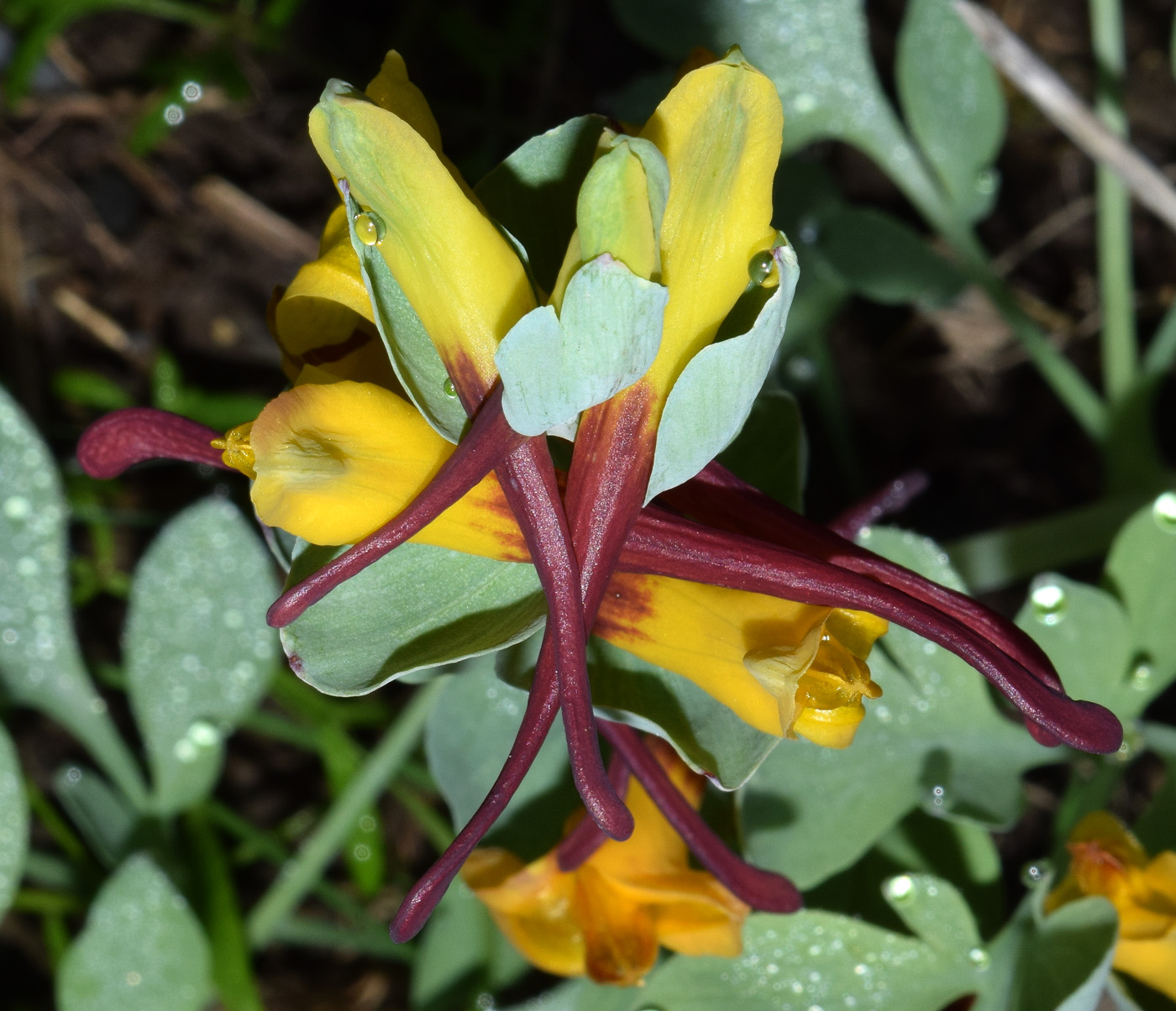 Изображение особи Corydalis sewerzowii.